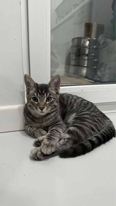 Котенок- мальчик