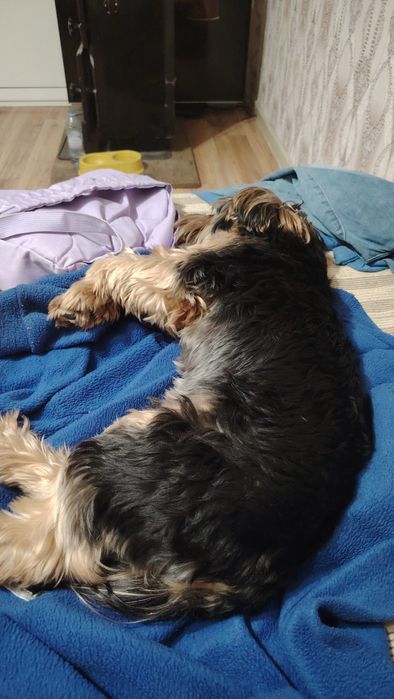 Йорки на една година и половина