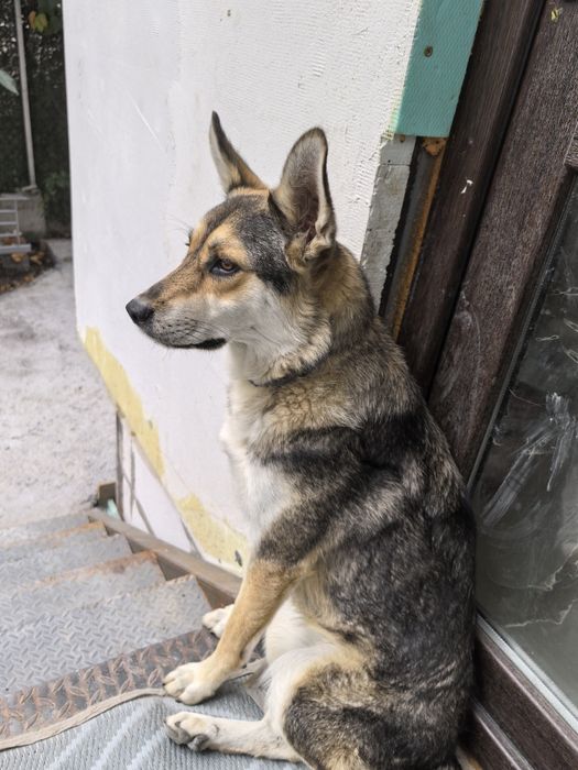 Подарявам куче с хигиенни навици.