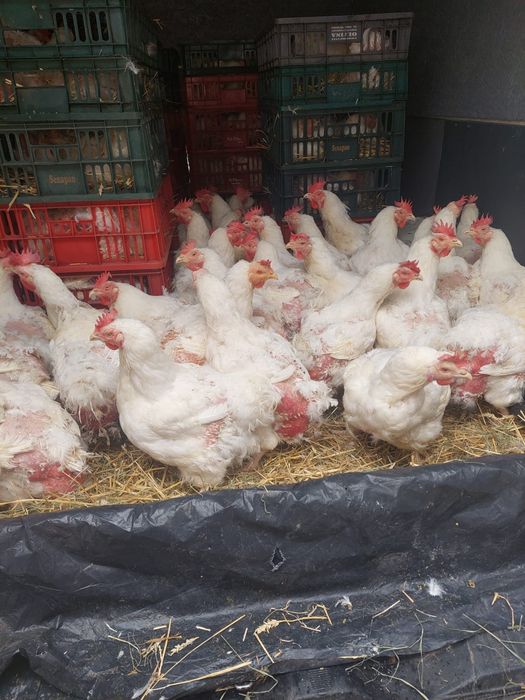 Găini albe de carne rasă grea