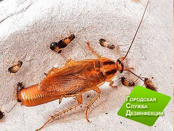 Дезинфекция от клопов и тараканов в Астане: гарантия и скидки