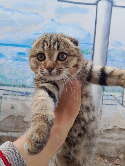 Отдам котенка в хорошие руки.