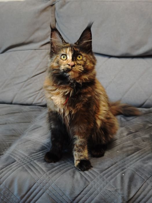 Мейн Кун девочки