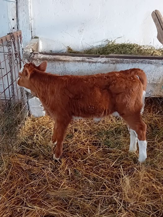 Vand vacă cu vițea și junincă