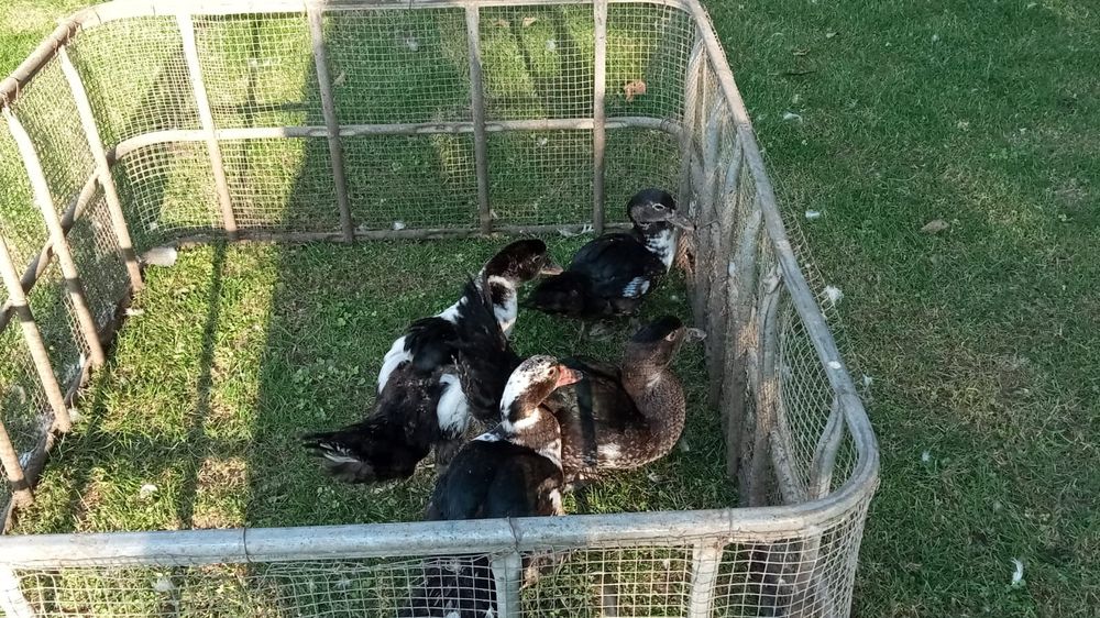 Rate lesesti  boboci.