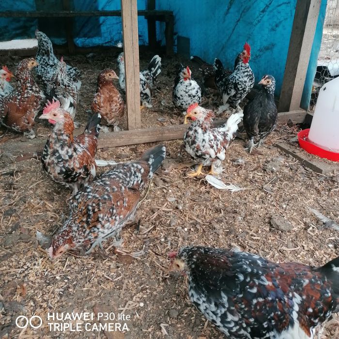 Gainuse și cocoșei pitici