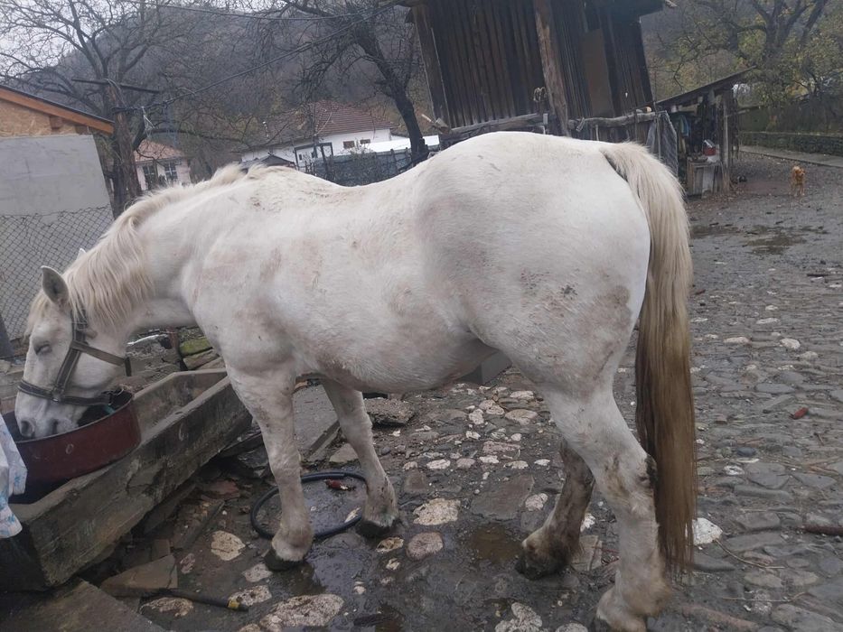 Se vinde iapă in varsta de 13 ani ,garantată la probe!!telefon(0767875