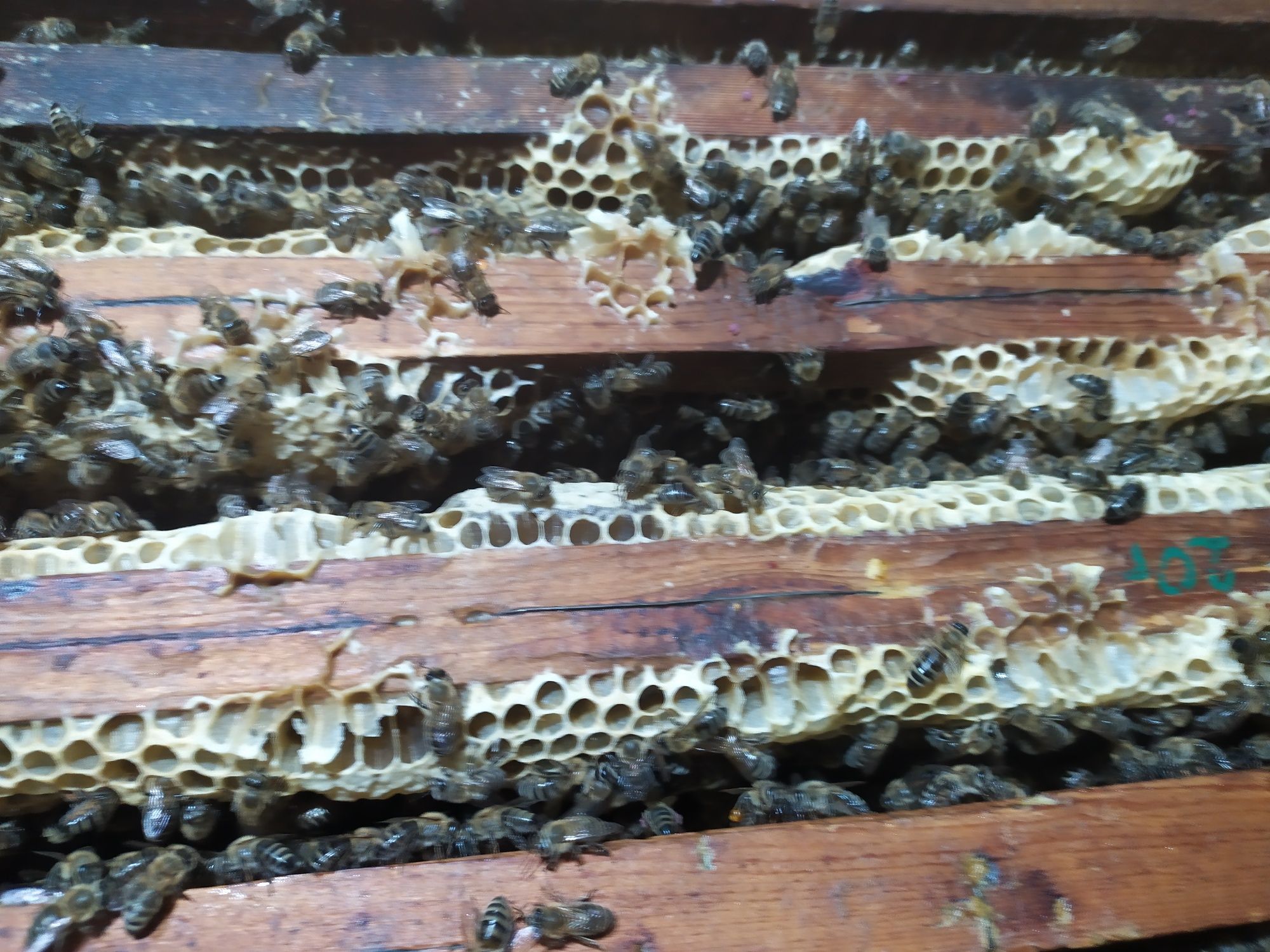 Пчелен мед букет. Реколта 2023 г.