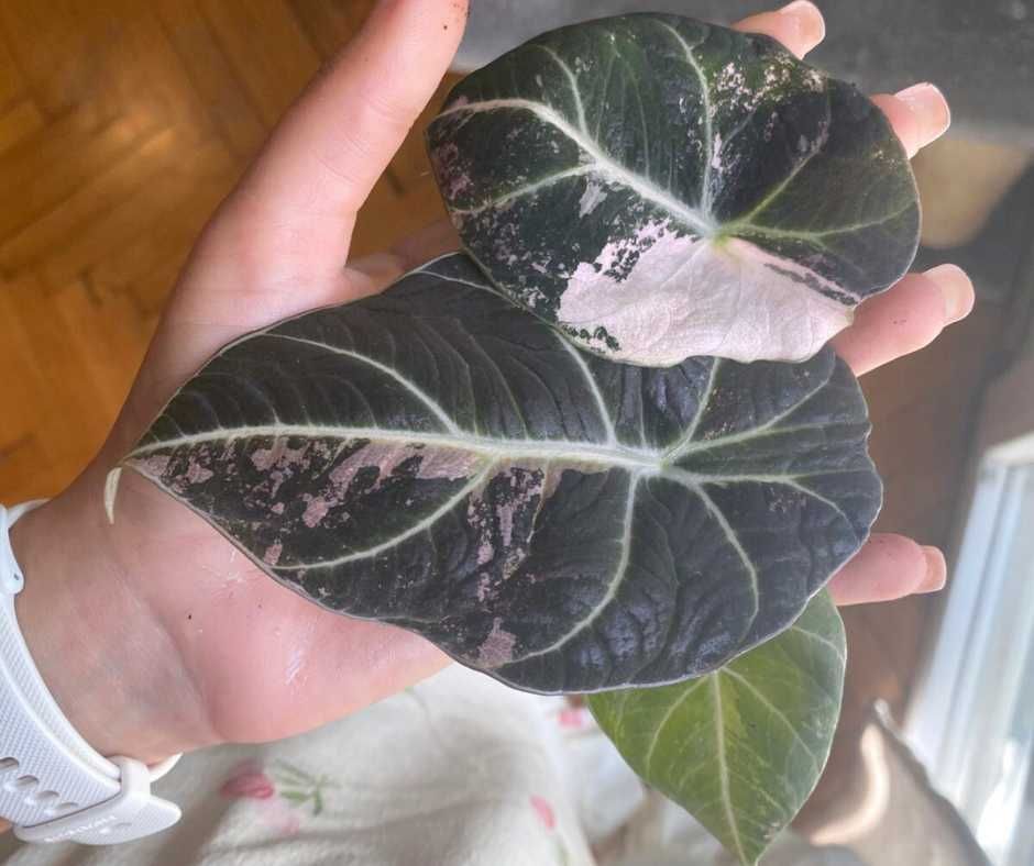 Alocasia Black Velvet Pink Variegata