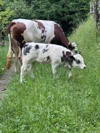 Vand vaca baltata românească