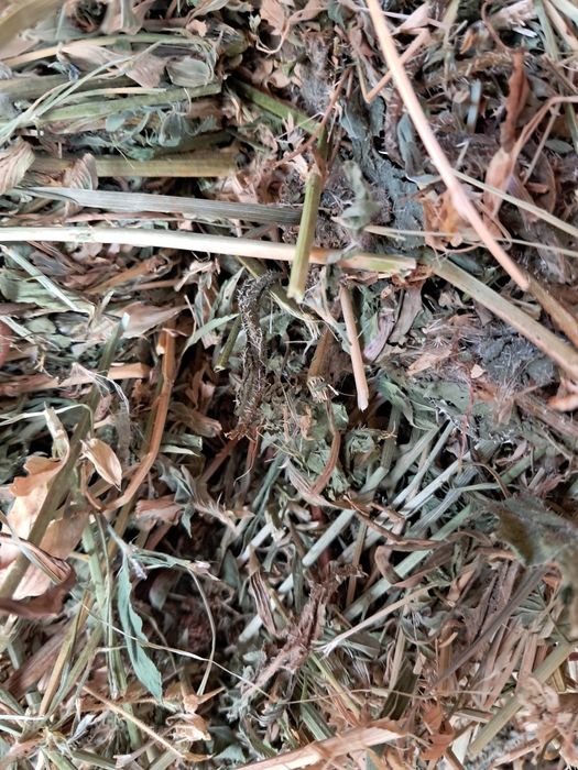 Vând baloti de lucerna