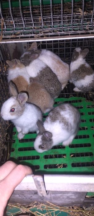 Vând iepuri hycole francez femele gestante