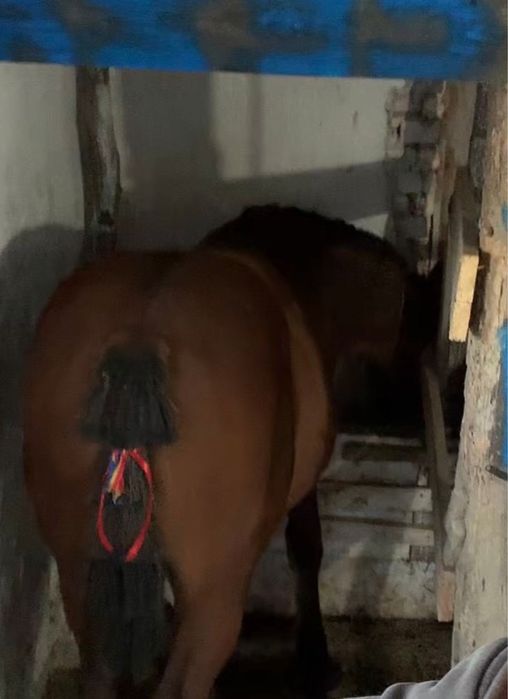 schimb mânz de 6 luni