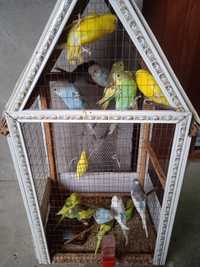 попугаевые семейство