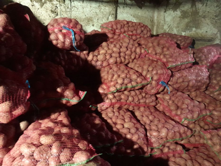 Cartof consum de vanzare