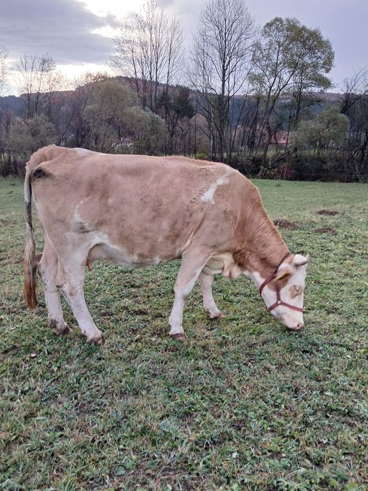 Vaci gestante de vânzare