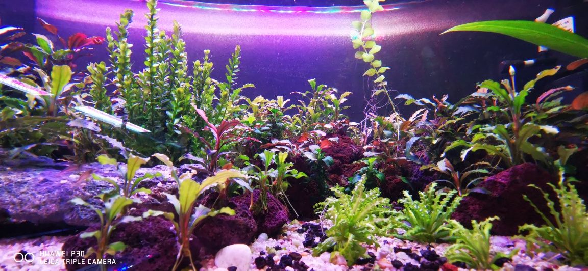 Lampa foarte puternica pentru acvariu bine plantat sau crestere plante