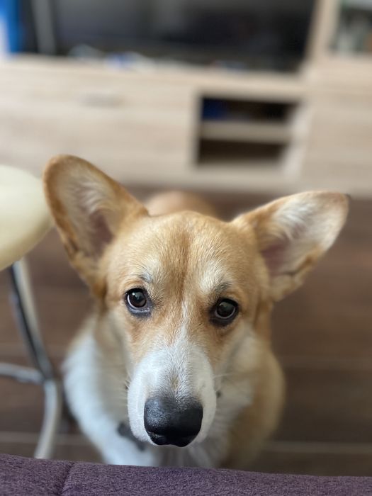 Корги 1 год, мальчик