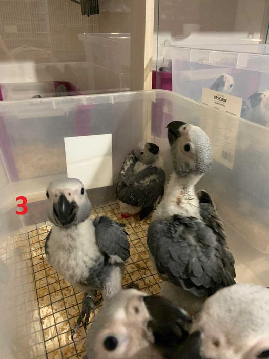 Папагали кралско Жако - ръчно хранени цени от 1100лв на ЕДРО!