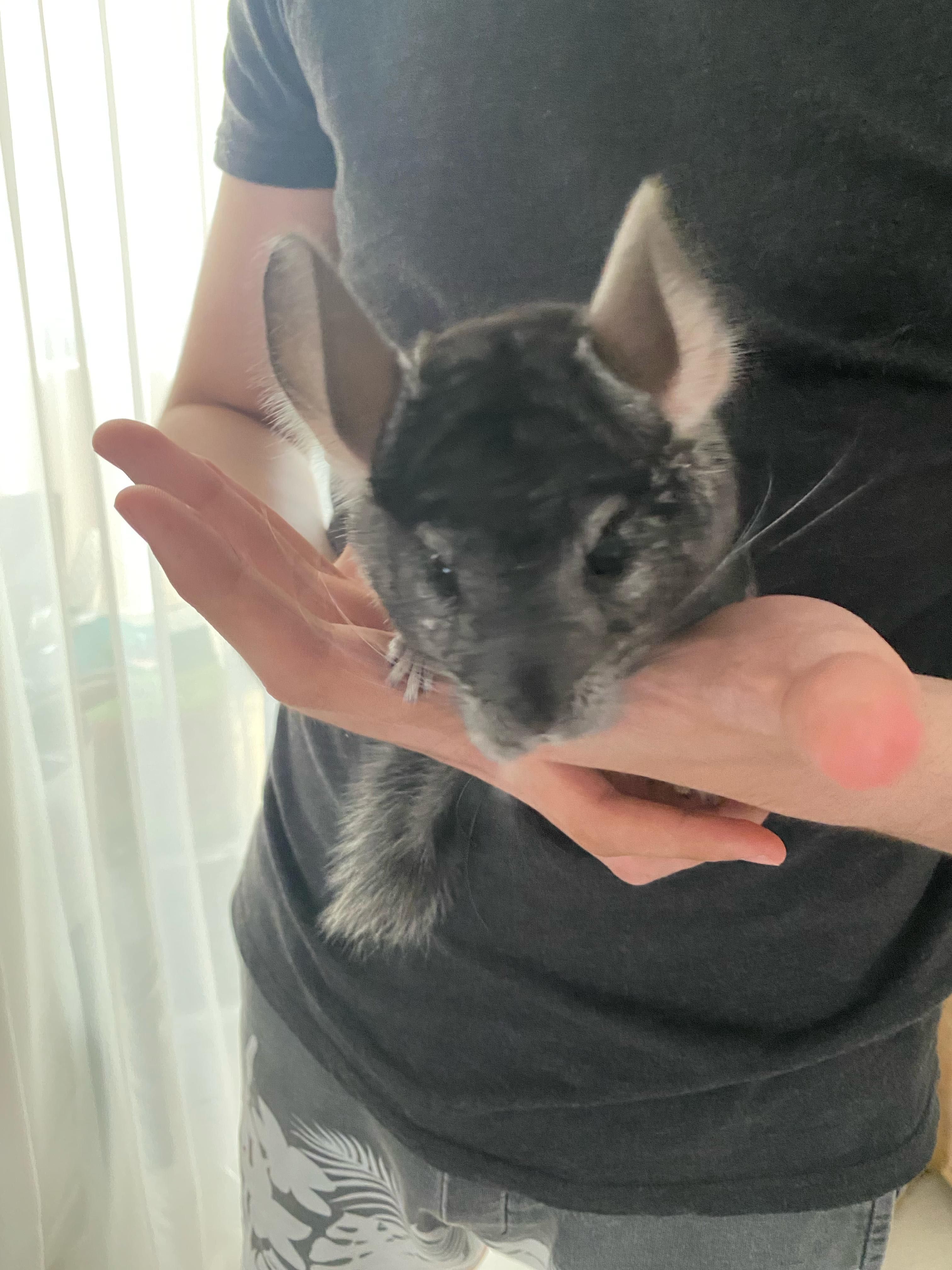 Vând doi masculi Chinchilla