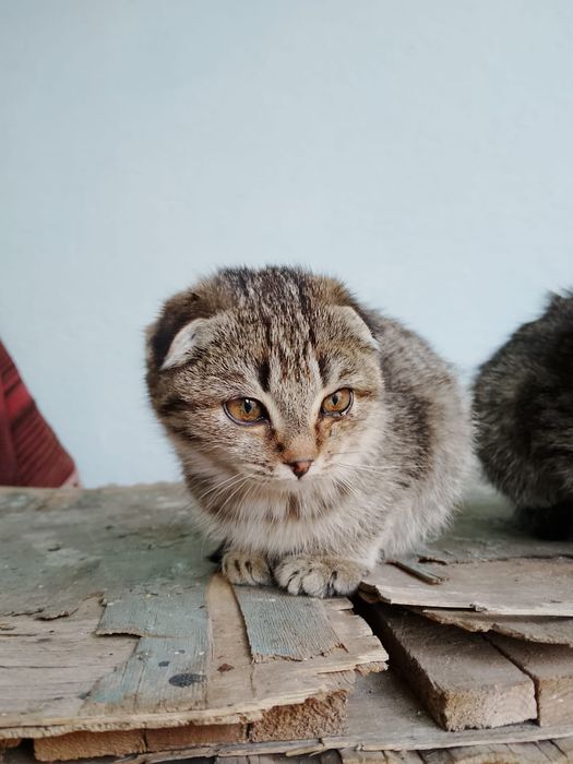 Котята(Вислоухие)