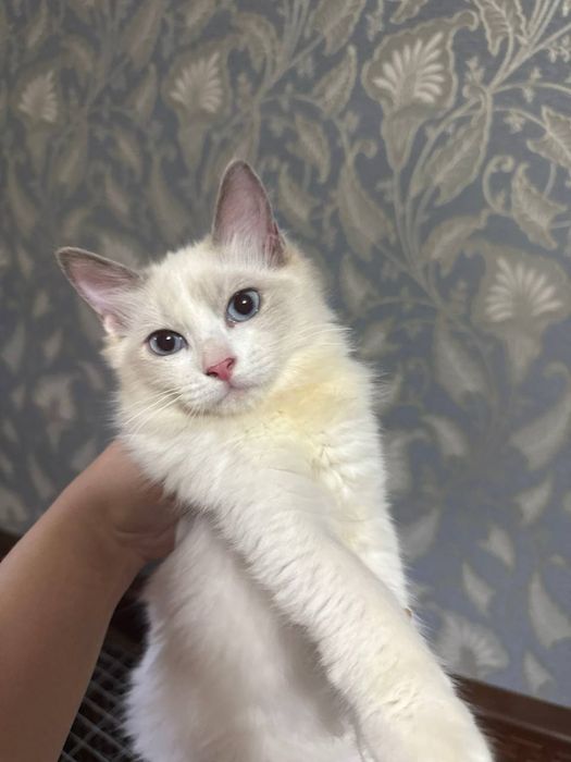 Продаются рэгдоллы