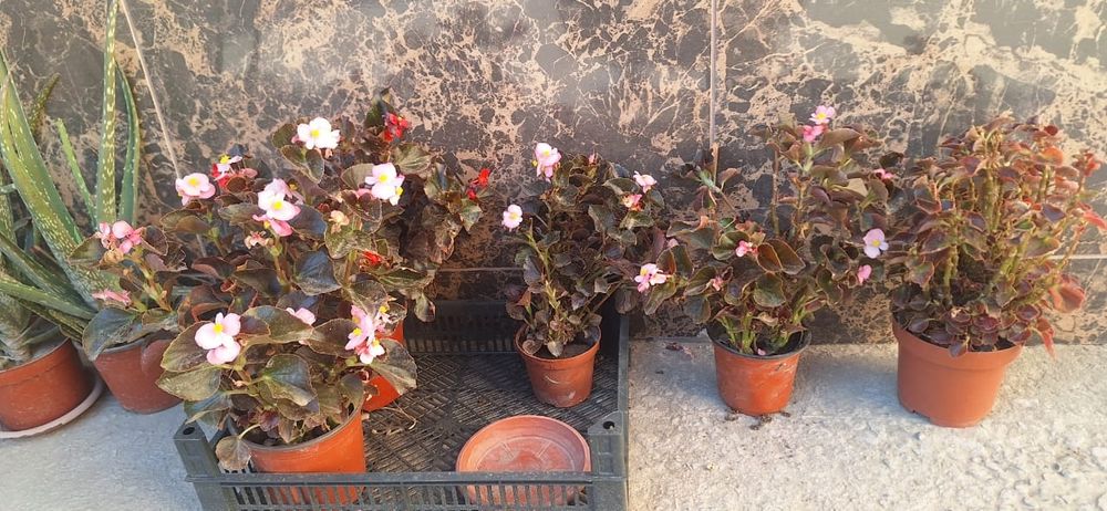 Цветущие бегонии