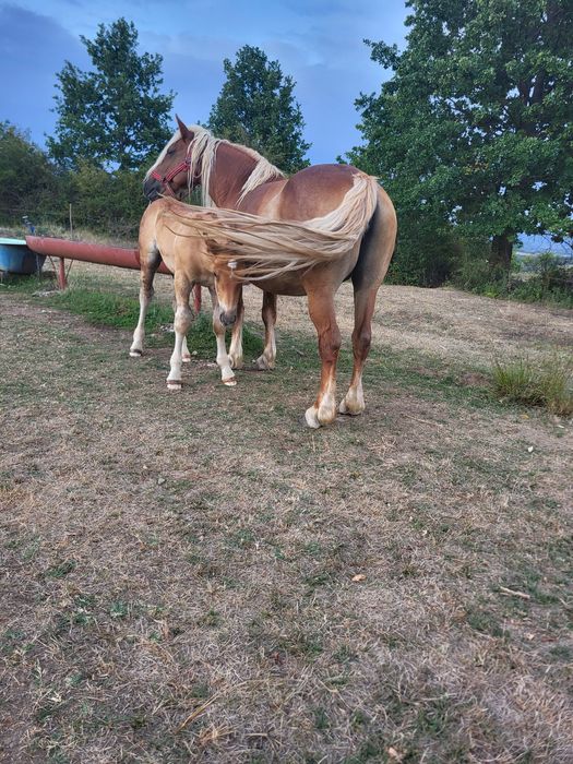 iapa cu mânz de vanzare