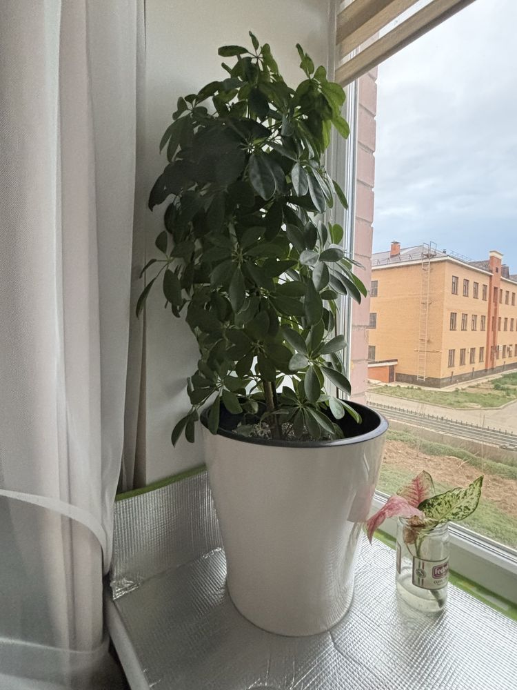 Шефлера комнатные цветы