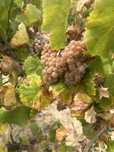 Struguri pentru vin!!