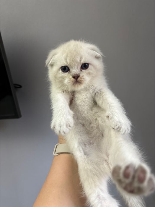 Продаются котята шиншиллы