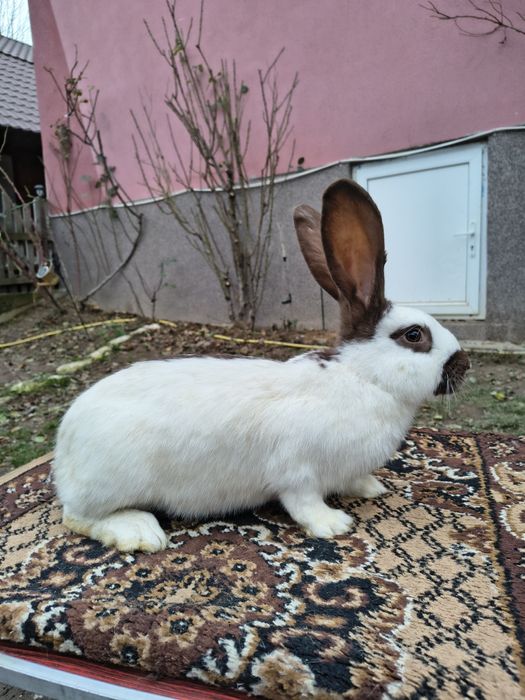 Mascul Pestriț German