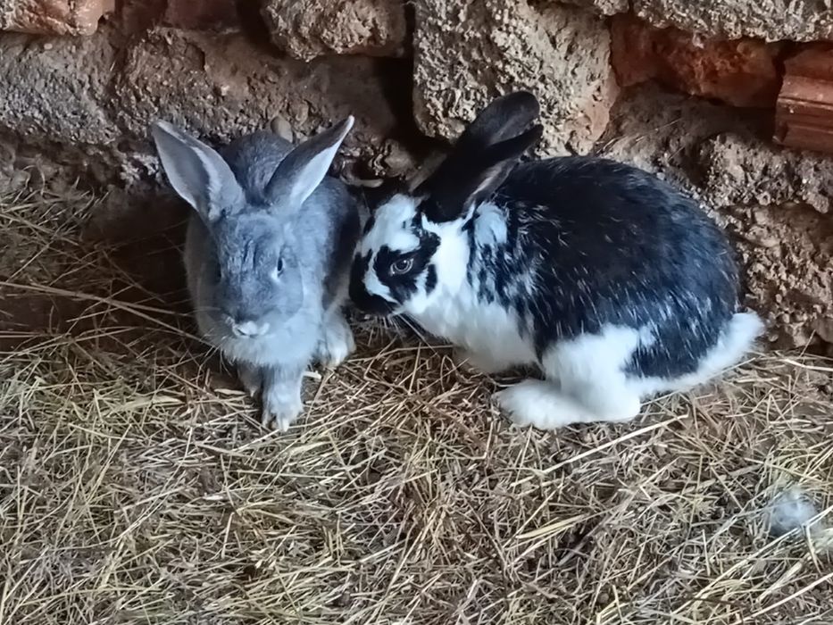 Iepuri colorați,rasa:Cap de leu