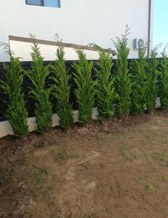 Leylandii glod lamaita calitate extra livram oriunde in tara pret minm