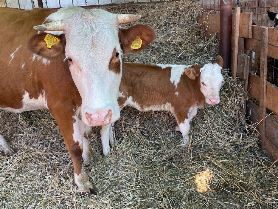 De vanzare,juninca gestanta