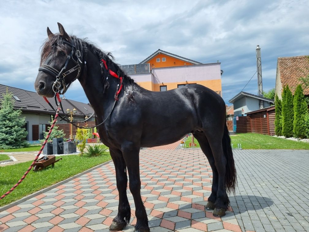 SCHIMB/VAND Frizieni armasari si iepe.