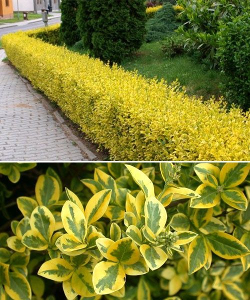 Бирючина пестролистный оптом