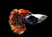 Guppy Dumbo mosaic platinium