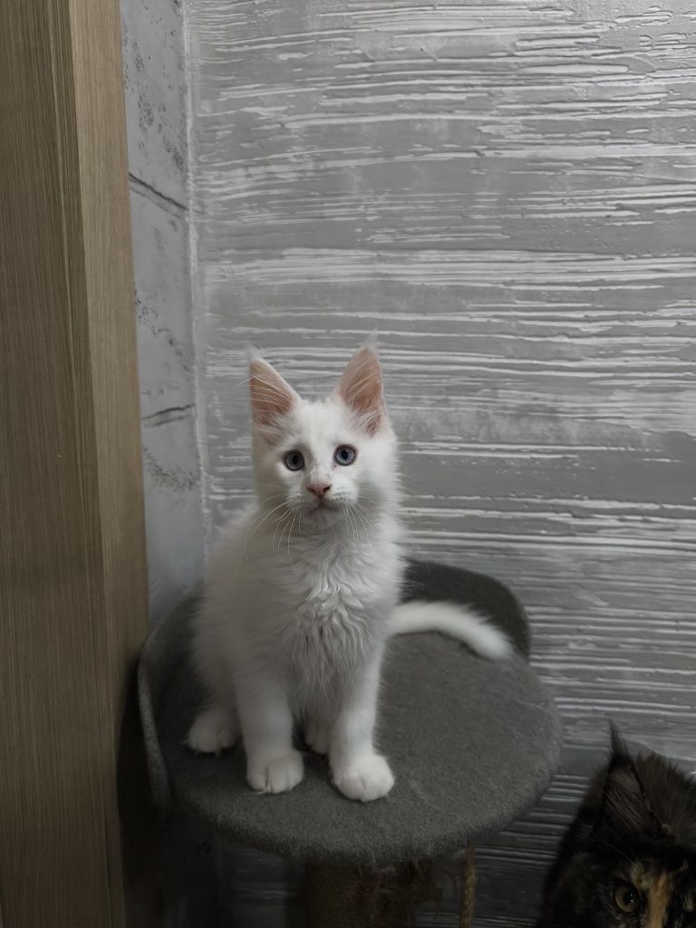 Продам котенка мейкун