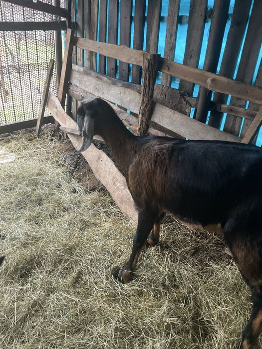 Vand ce se vede in poza