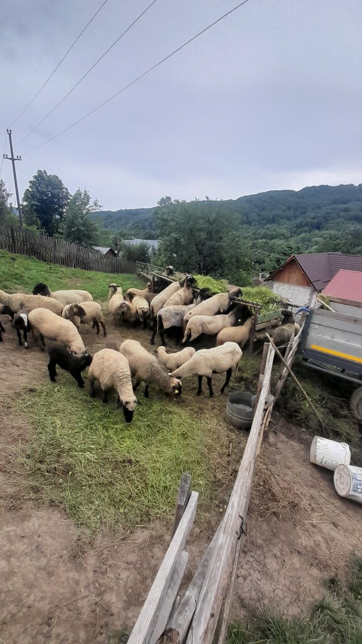 Vind oi carabase sârbești