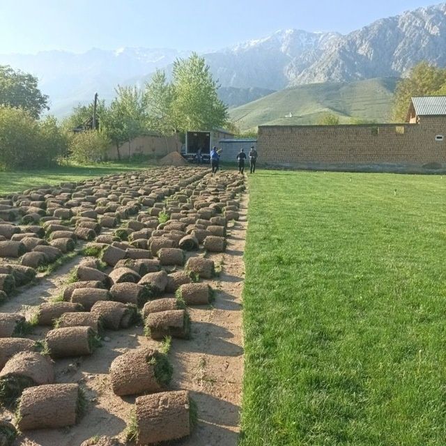 Gazon archa gul ekish