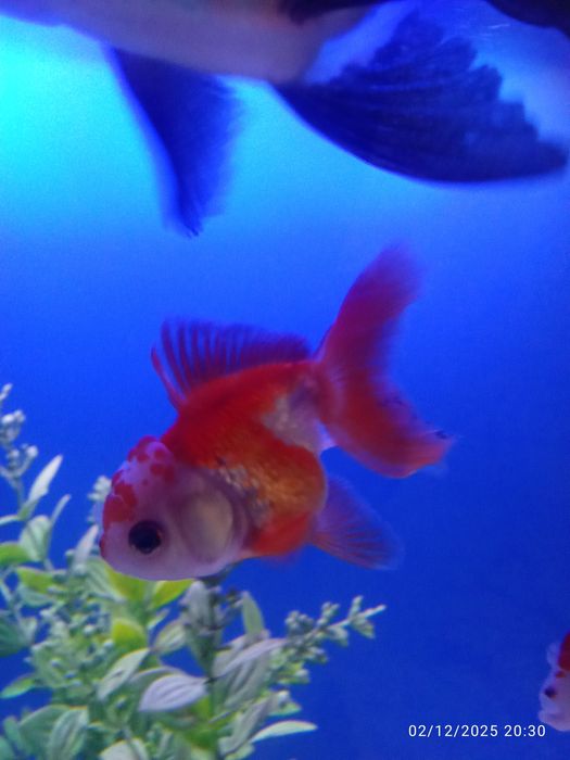 Privaznoy aranda baligi