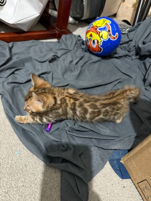 Sotiladi zottor mushuklar.