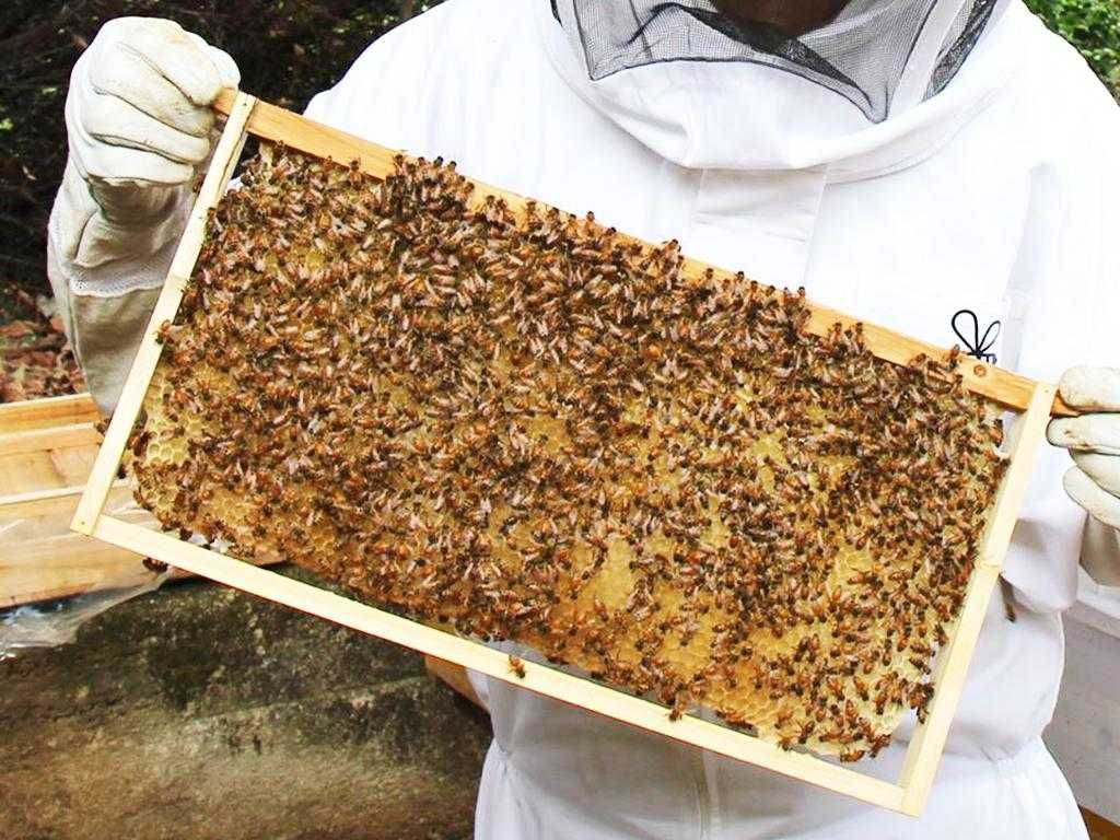 Vand familii de albine 5-7 rame (90ron/rama) pot sa dau si cutii
