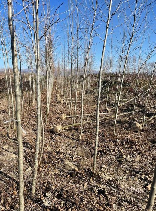 Plante mature pentru curte mesteacăn și platan