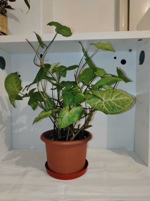 Саксийни цветя различни видове