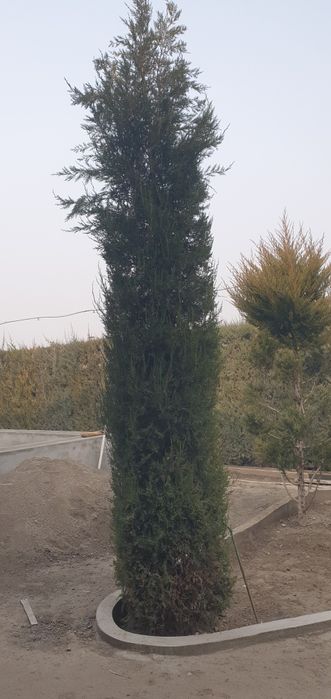 Маржавина Арча бўйи 3-4метр жуда фойдали.Ўзидан хид чиқаради