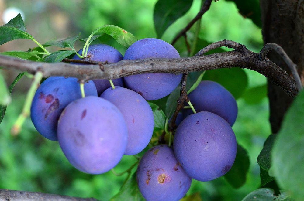 Pomi fructiferi de la producator
