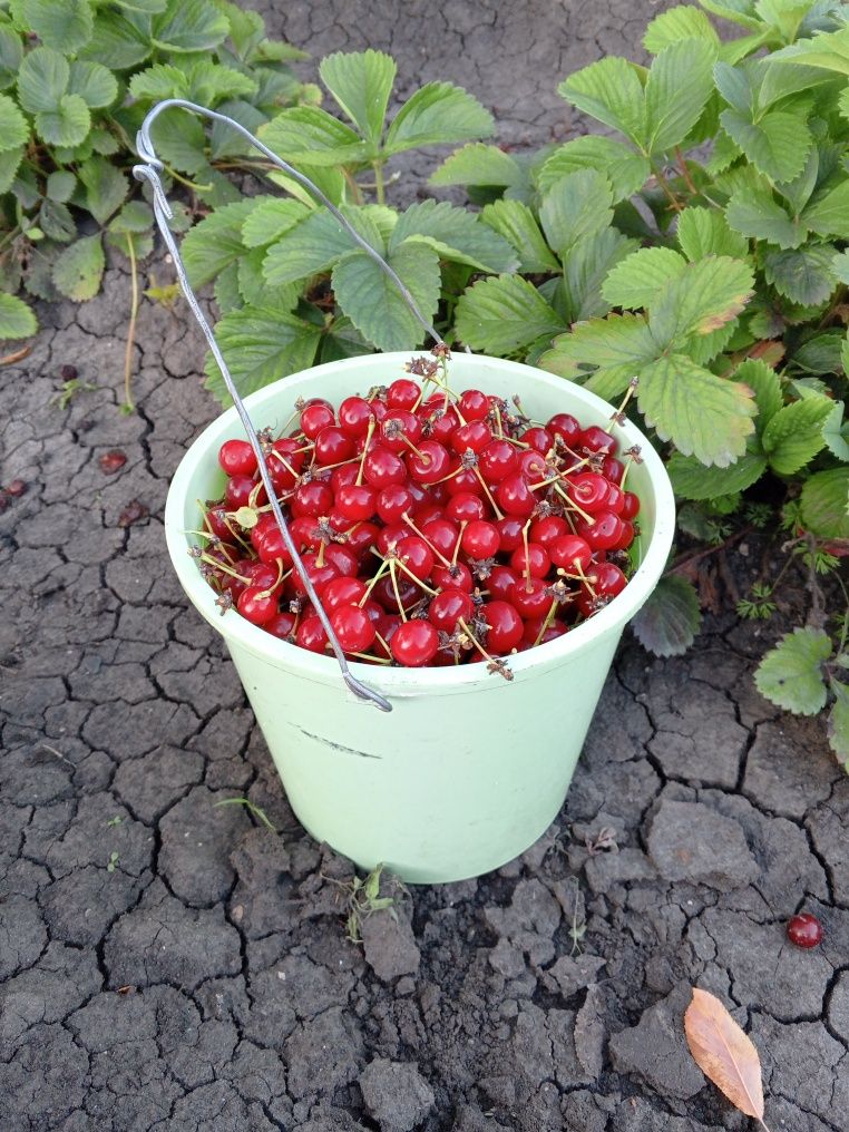 Черешня дачная 5 л 4000т